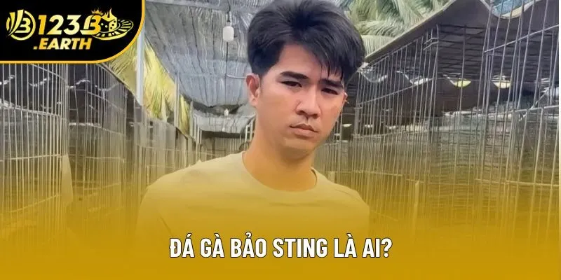 Đá Gà Bảo Sting - Sư Kê Tài Năng Được Phong “Ông Hoàng WALA”