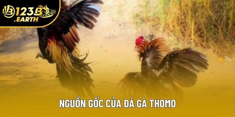 Nguồn gốc của đá gà thomo