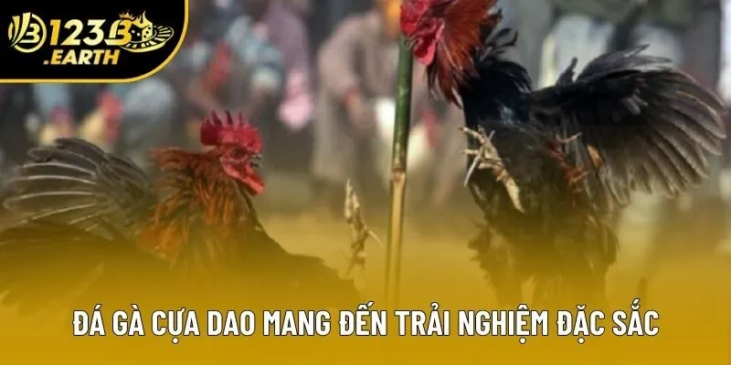 Đá gà cựa dao mang đến trải nghiệm đặc sắc